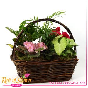 Plant Garden Basket - Small