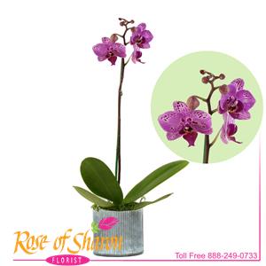 Phalaenopsis Orchid - Small